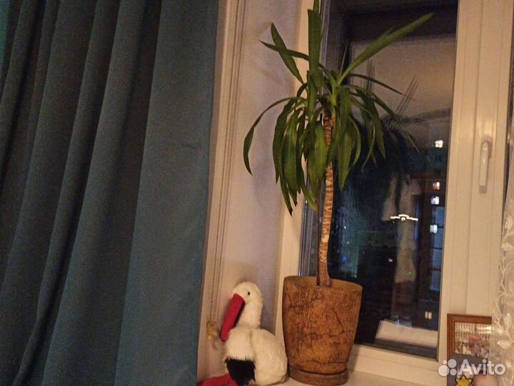 Комнатные цветы, пальмы, юка и драцена