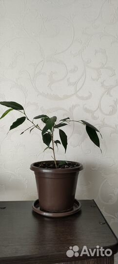 Фикус бенджамина