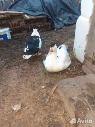 Утки индоутки,селезни