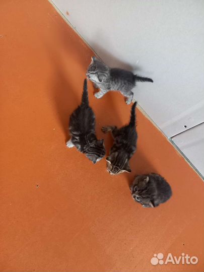 Котята от шотландской прямоухой