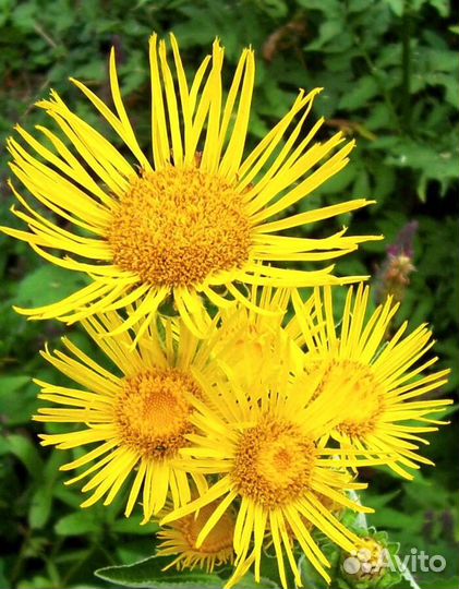 Девясил - девять сил