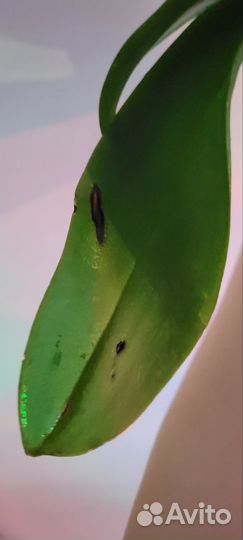 Орхидея фаленопсис