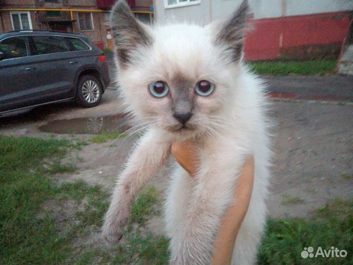 Котята