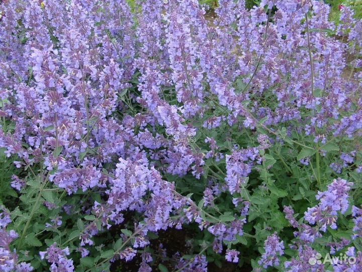 Котовник фассена рассада саженцы