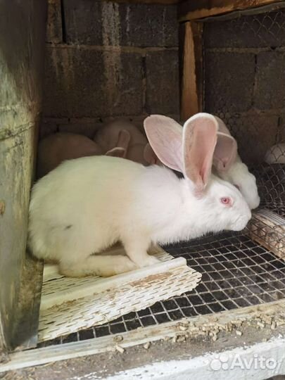 Мясо кролика цена за 1 кг