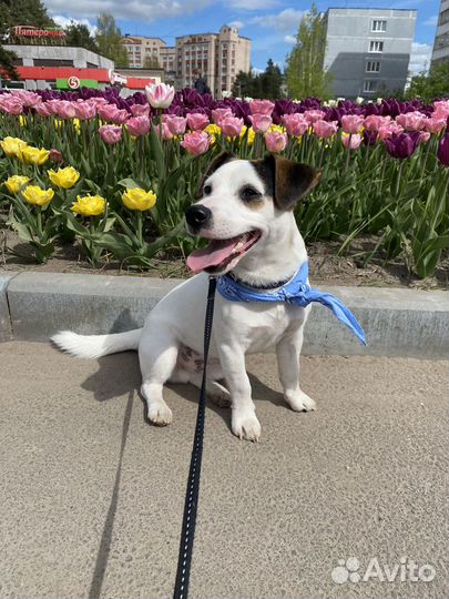 Вязка кобель джек рассел терьер