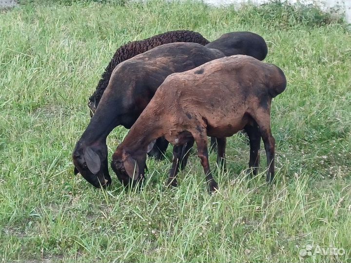 Овцы гиссарские