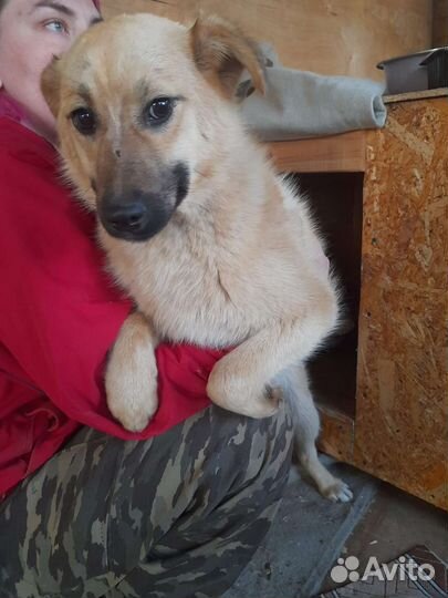 Маленькая собака в добрые руки