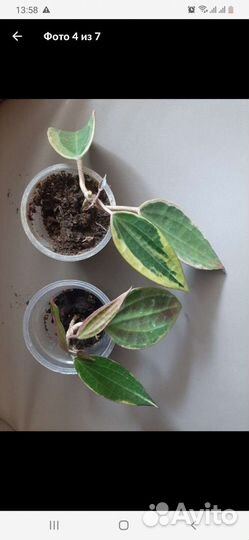 Хойя imperialis pink, Macrophylla albomarginata