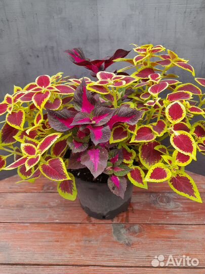 Растения для дома и офиса, колеусы в кашпо 5 л