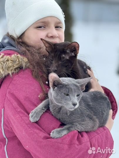 Семья ориенталов