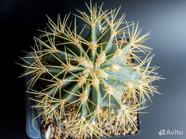 Кактус Ferocactus glaucescens