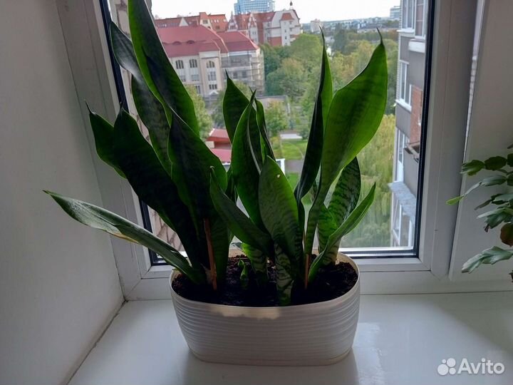 Сансевиерия