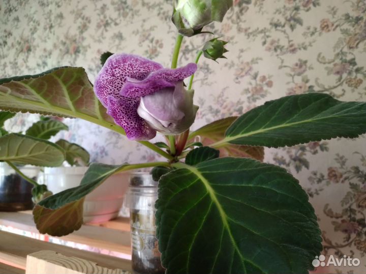 Глоксиния махровая