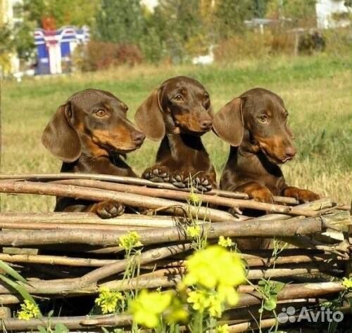 Кроличья такса