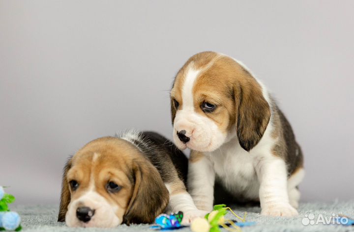 Девочки бигль
