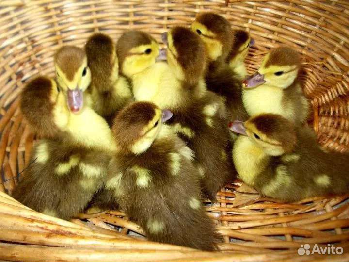Утята мускусной утки (индоутки)