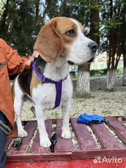 Бигль вязка