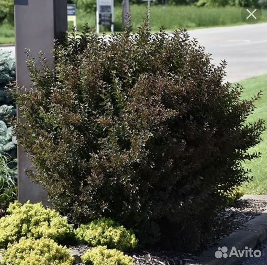 Пузириплодник калинолистный Литл Девил