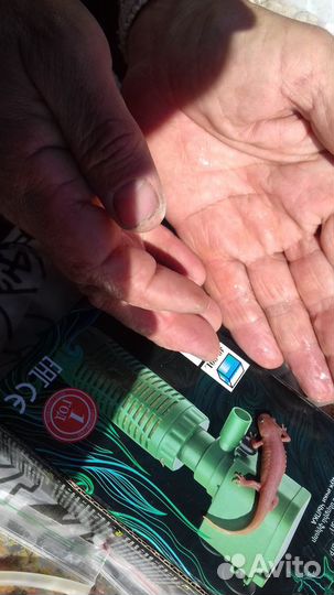 Дракончики