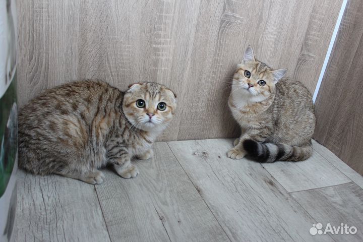 Шиншилловый окрас