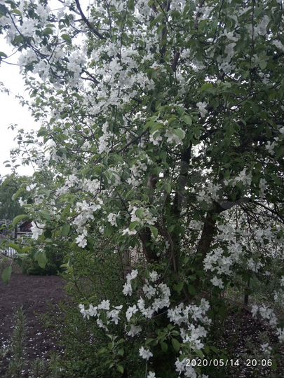 Дом 25 м² на участке 4,5 сот.