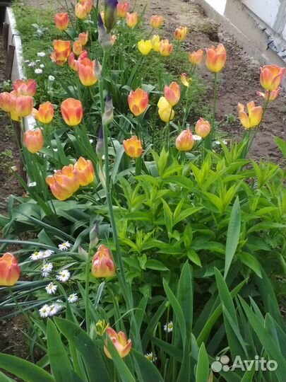 Луковицы (мелкие детки) жёлтых тюльпанов