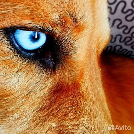 Щенки волкособа