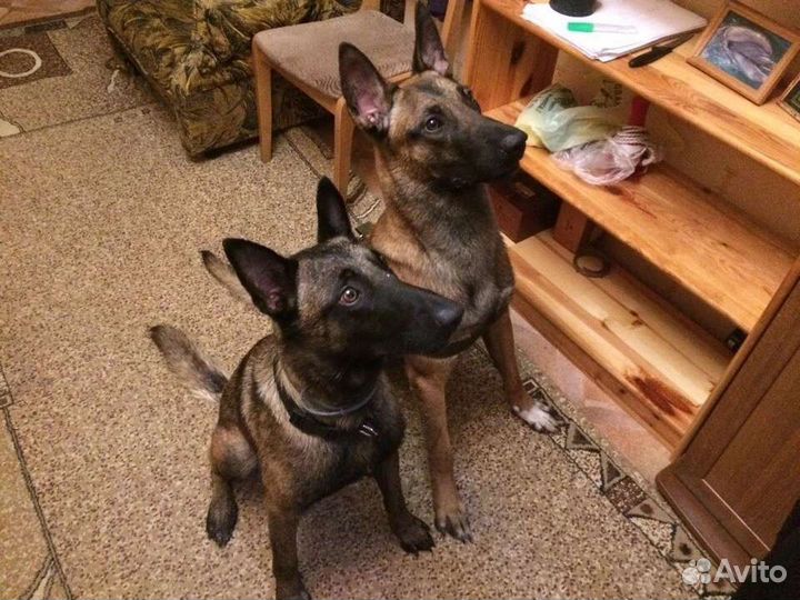 Щенок Малинуа