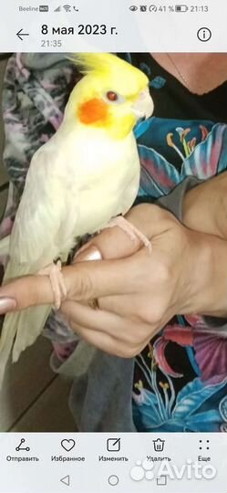 Попугай корелла с клеткой