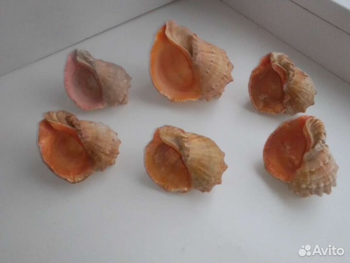 Морская звезда и ракушки