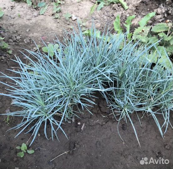 Гвоздика перистая