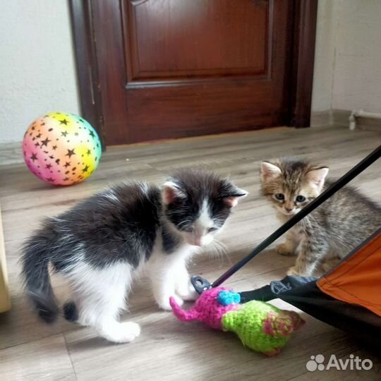 Котятки шустрые