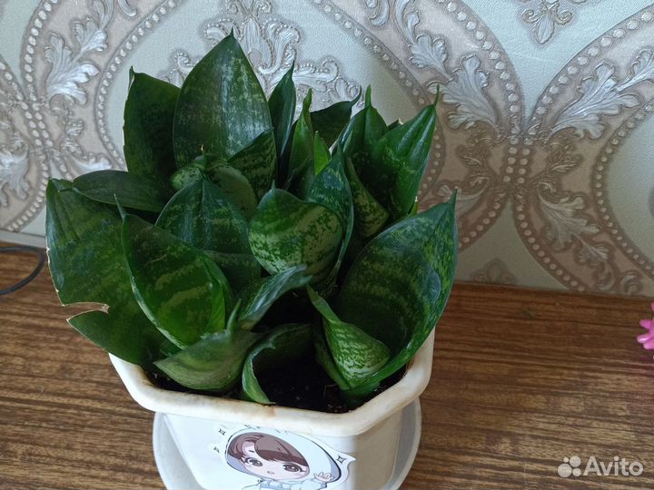 Сансевиерия/традесканция зебрина