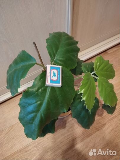 Тетрастигма