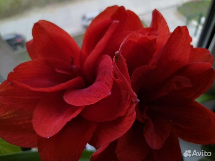 Гиппиаструм