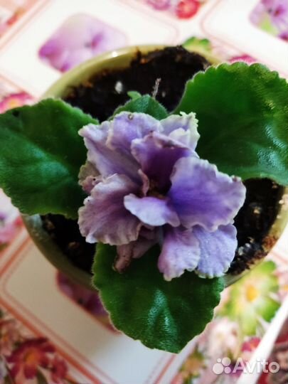 Комнатные цветы фиалки