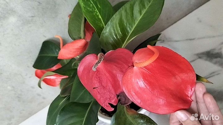 Антуриум, мужское счастье