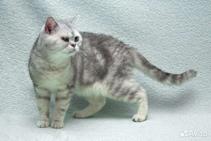 Породистая котодевочка инвалид, ищет семью