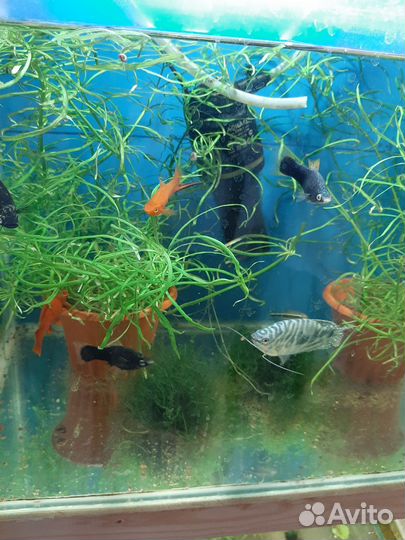 Аквариумные рыбки