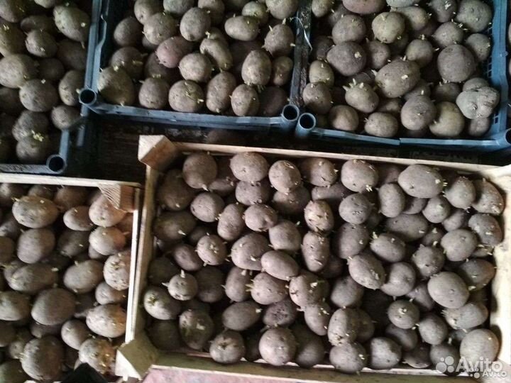 Семенной картофель