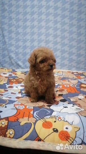 Щенки мальтипу f1 ред браун, красный, золото, крем