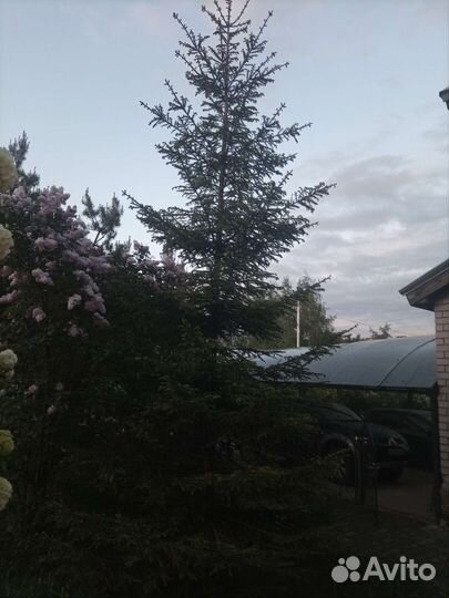 Ель обыкновенная