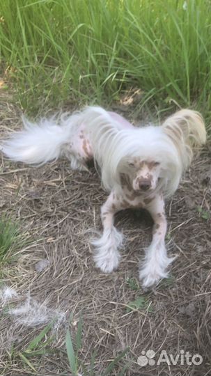 Китайская хохлатая