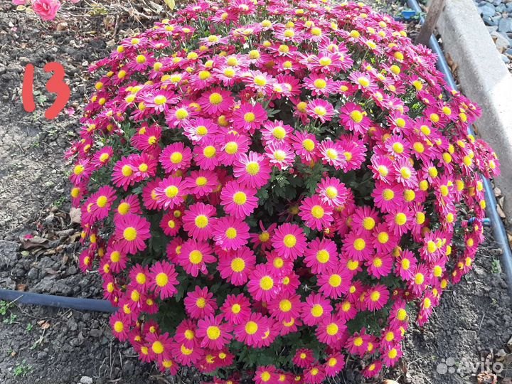 Хризантема мультифлора