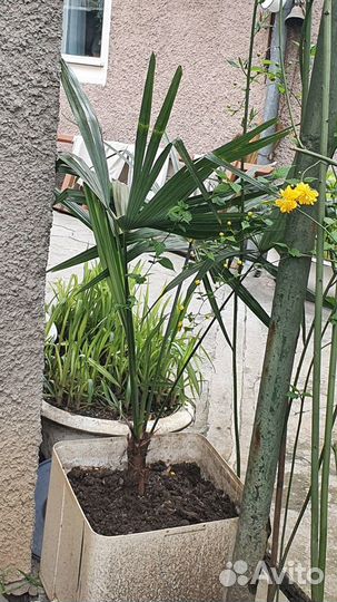 Пальмы веерные