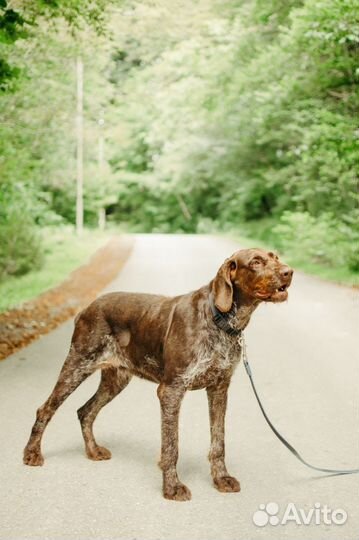Собака в добрые руки Драхтар