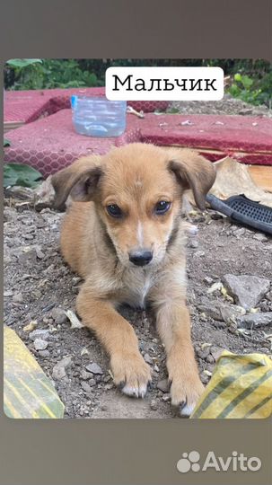 Отдам щенков