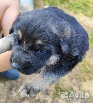 Щенки восточноевропейской овчарки