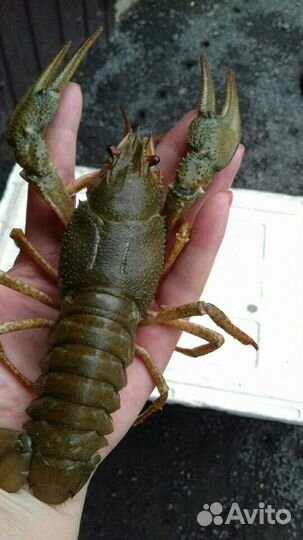 Живые раки р.Сал